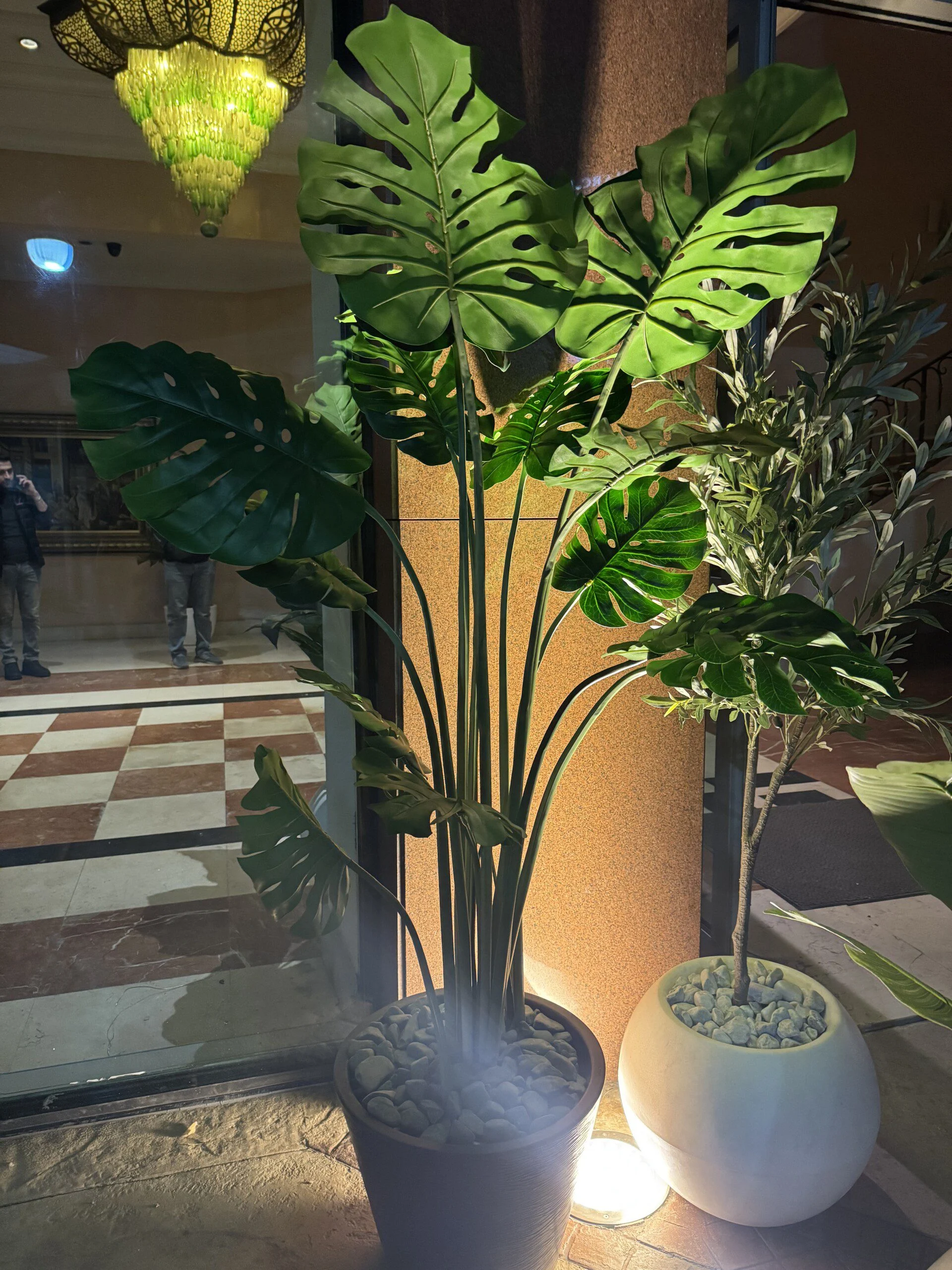Monstera 180 cm