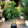 Ficus Lyrata 100 cm