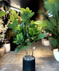 Ficus Lyrata 100 cm