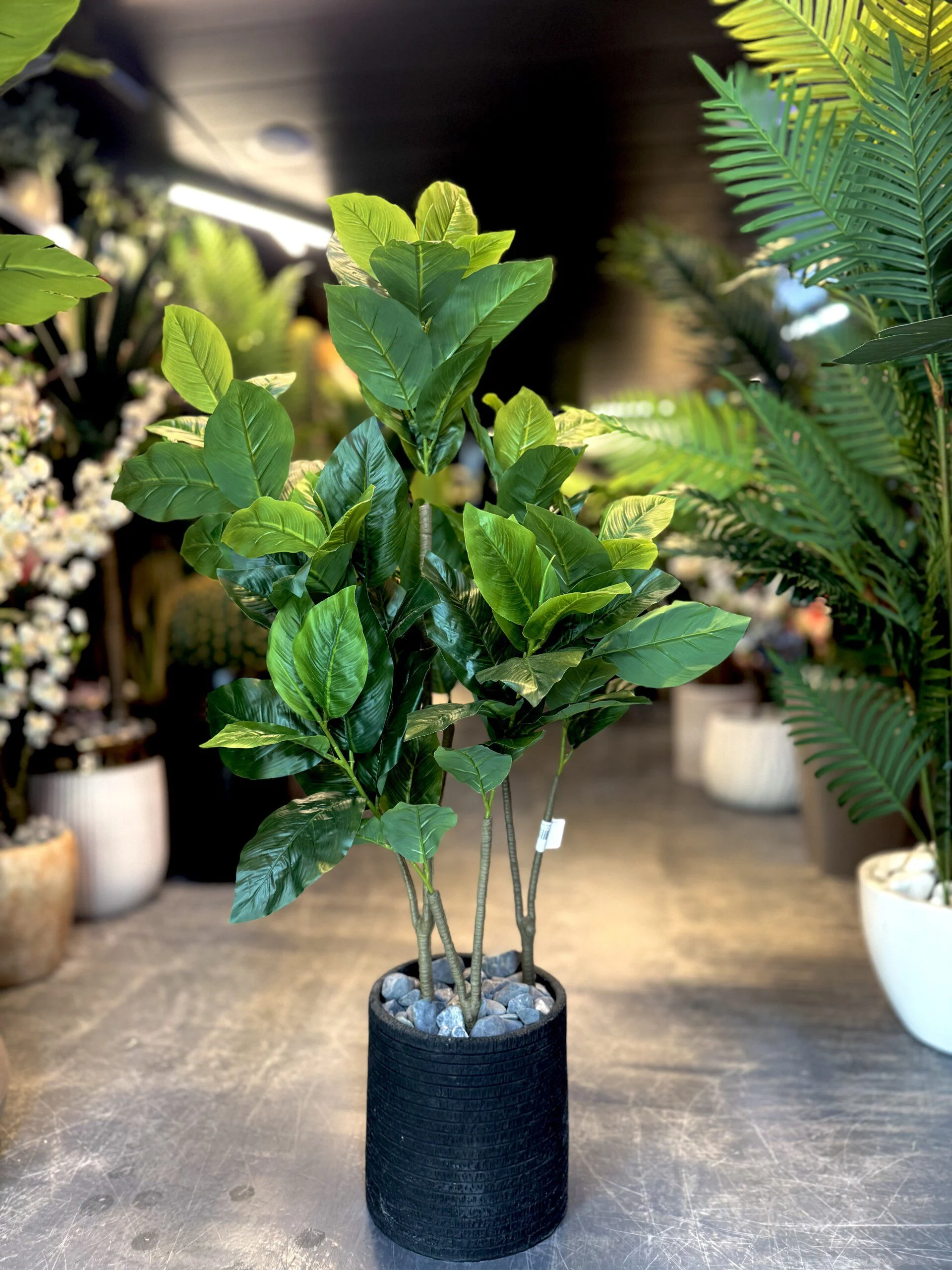 Ficus Lyrata 100 cm