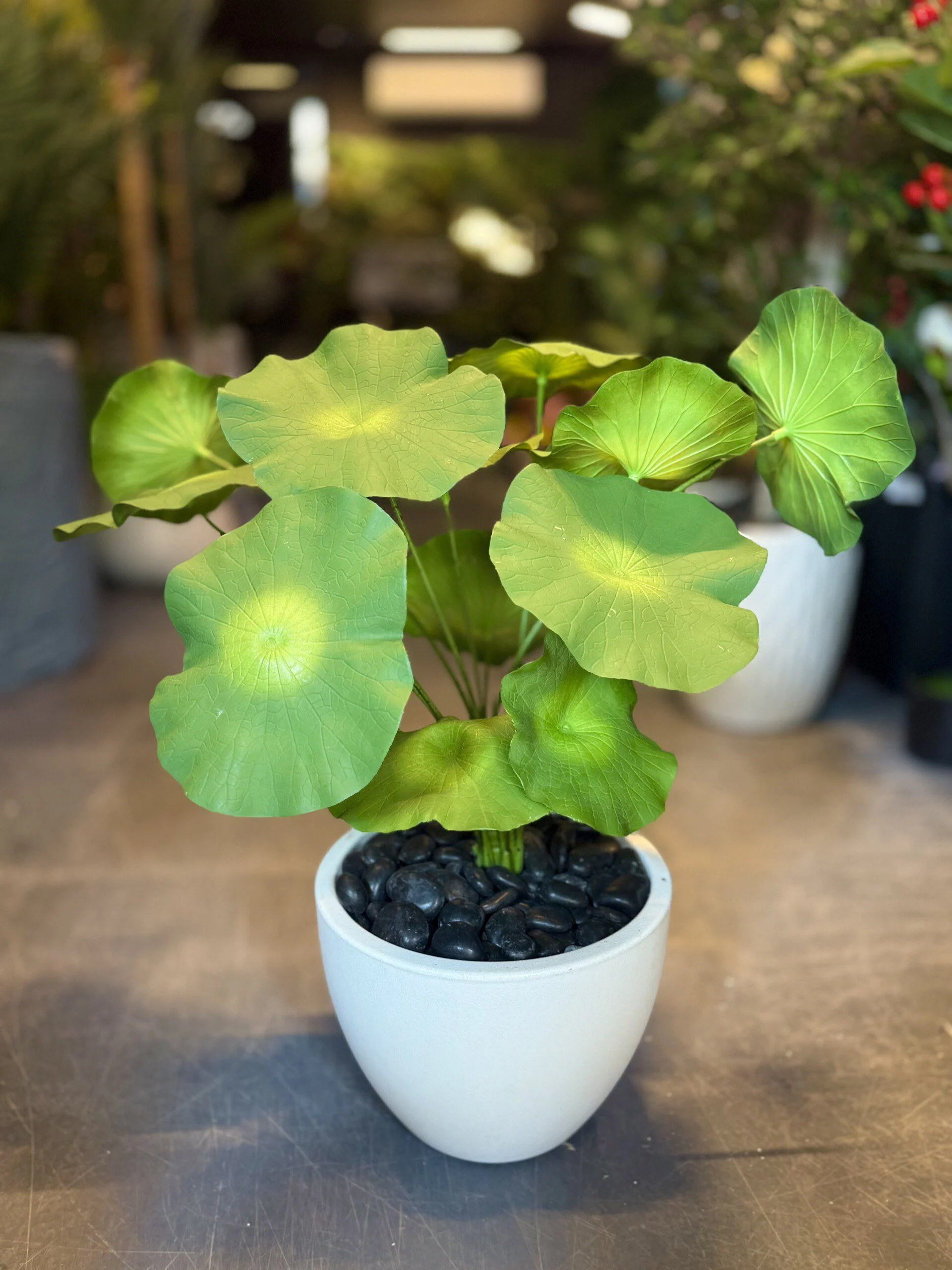 Lotus 70 cm