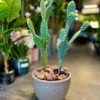 Ensemble de 2 Cactus (50 et ) 30 cm