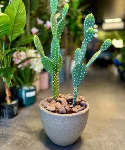 Ensemble de 2 Cactus (50 et ) 30 cm