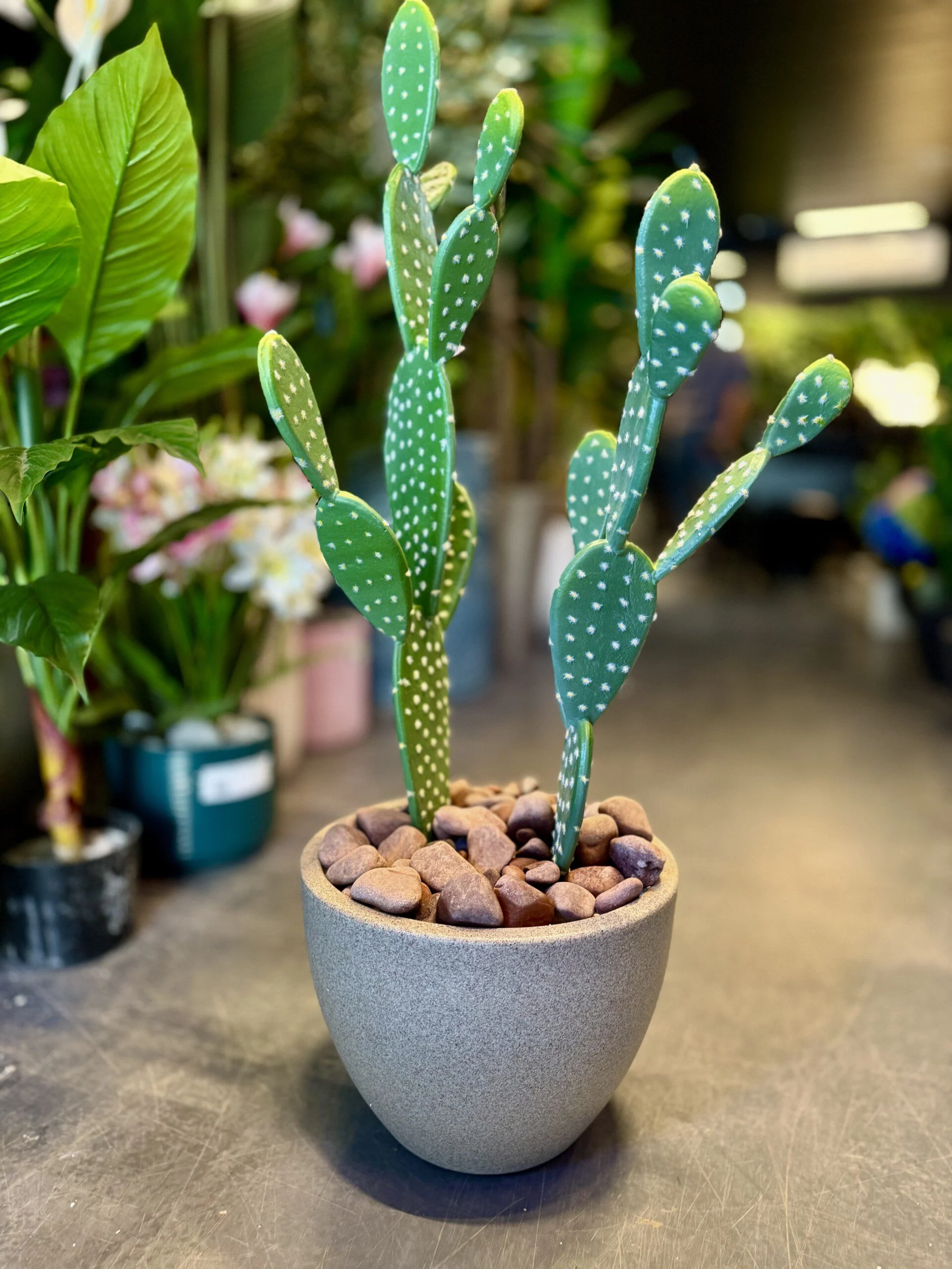 Ensemble de 2 Cactus (50 et ) 30 cm
