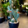 Cactus Arrangement avec planter A
