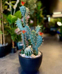 Cactus Arrangement avec planter A