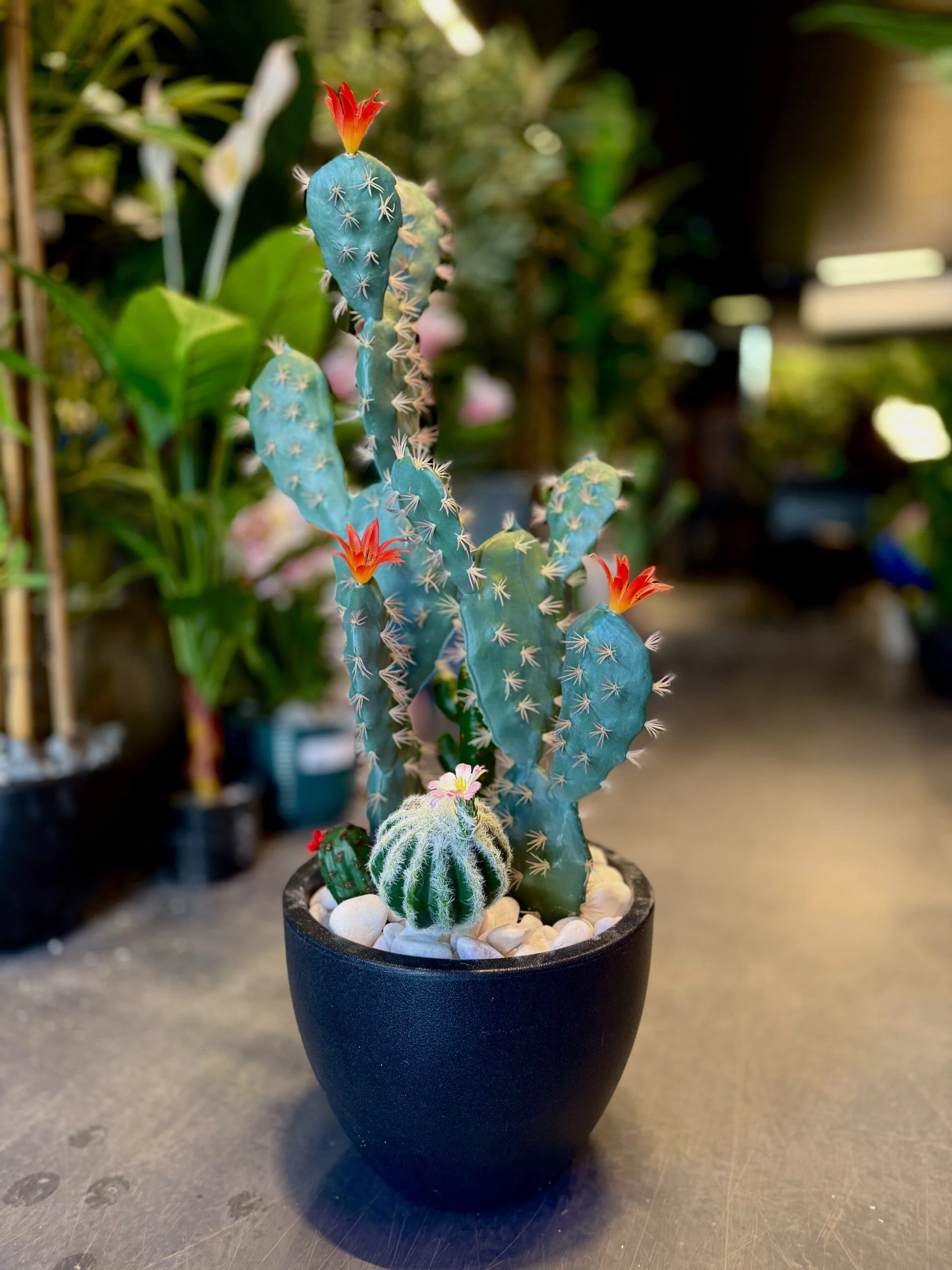 Cactus Arrangement avec planter A