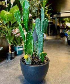 Cactus Arrangement avec planter B