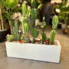 Cactus Arrangement avec planter C