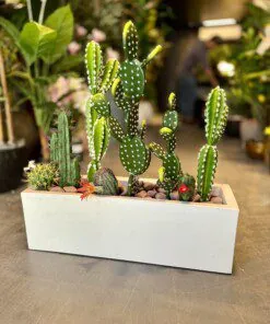 Cactus Arrangement avec planter C