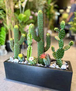 Cactus Arrangement avec planter D