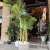 Palmier Areca à 5 troncs 250 cm
