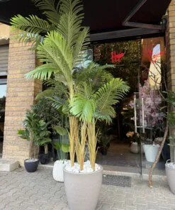 Palmier Areca à 5 troncs 250 cm