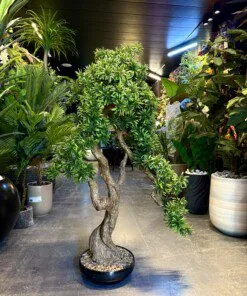 Bonsaï Kyoto Podacarpus 110 cm