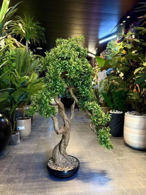 Bonsaï Kyoto Podacarpus 110 cm