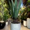 Aloe Vera Large 130 cm