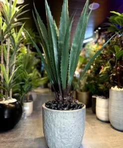 Aloe Vera Large 130 cm