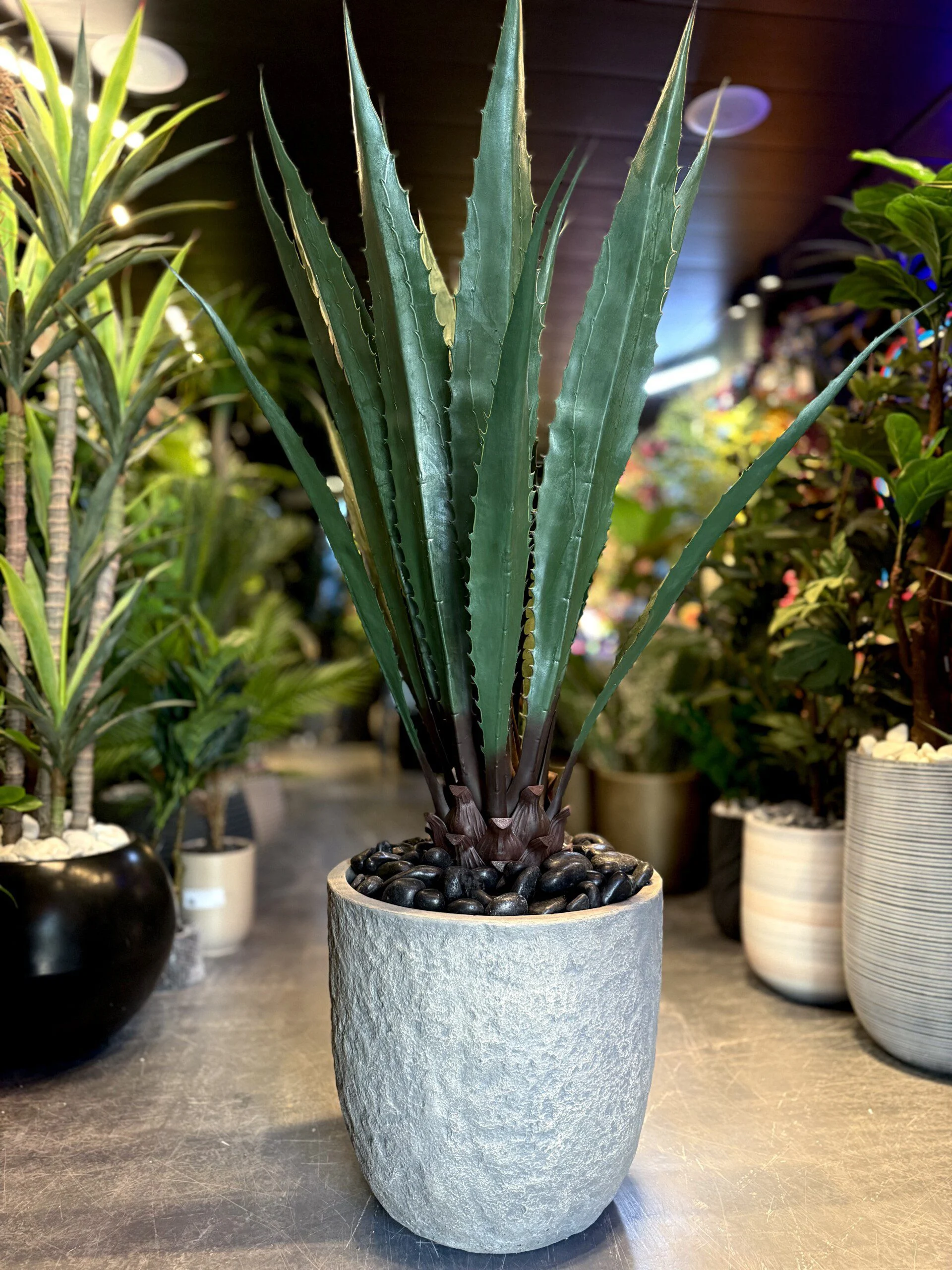Aloe Vera Large 130 cm