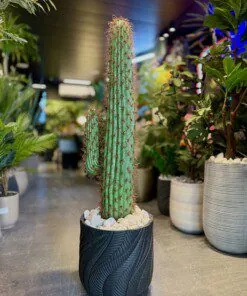 Cactus 110 cm