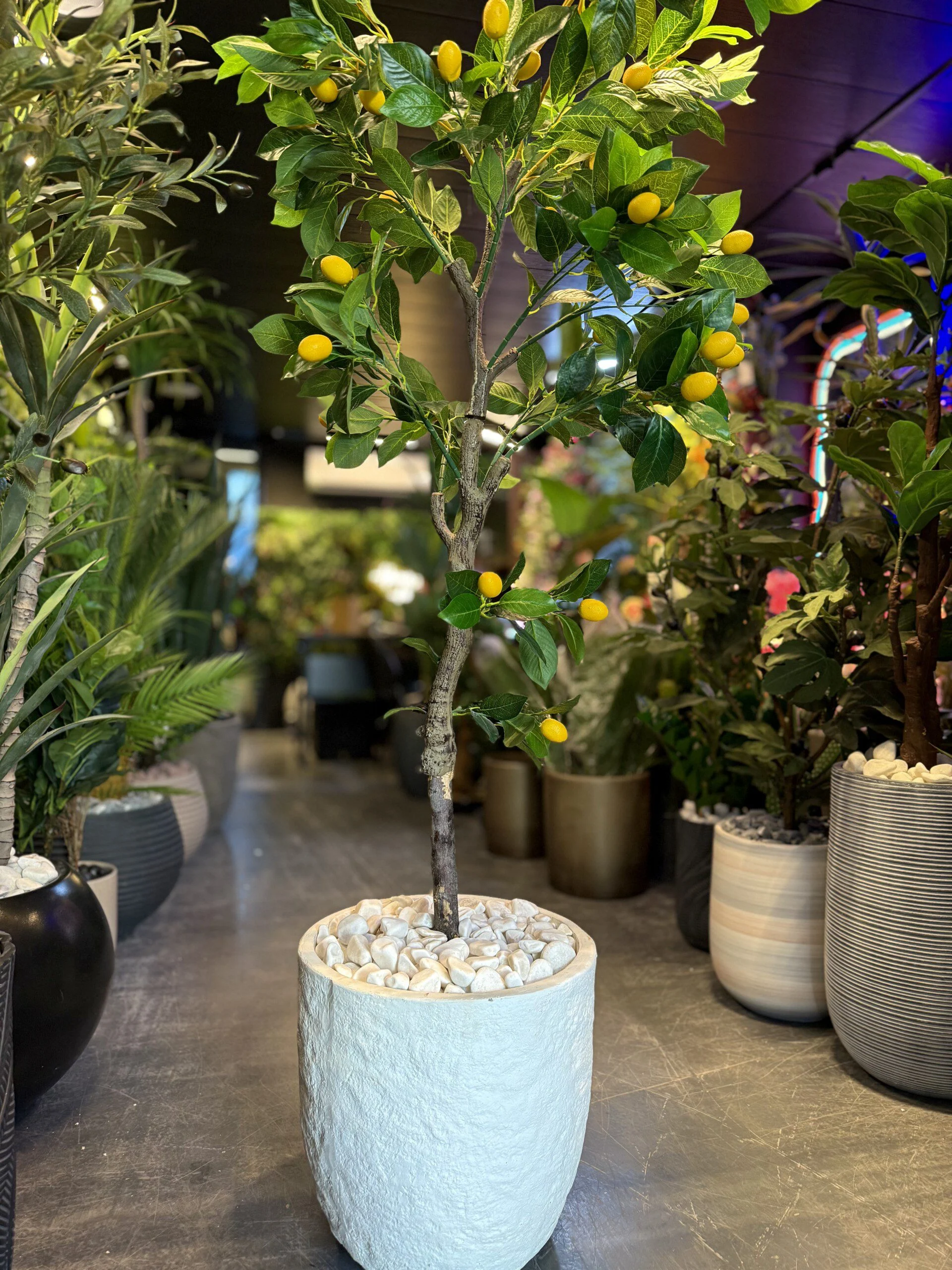 Citronnier 140 cm