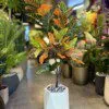 Croton Orange 120 cm