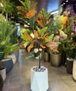 Croton Orange 120 cm