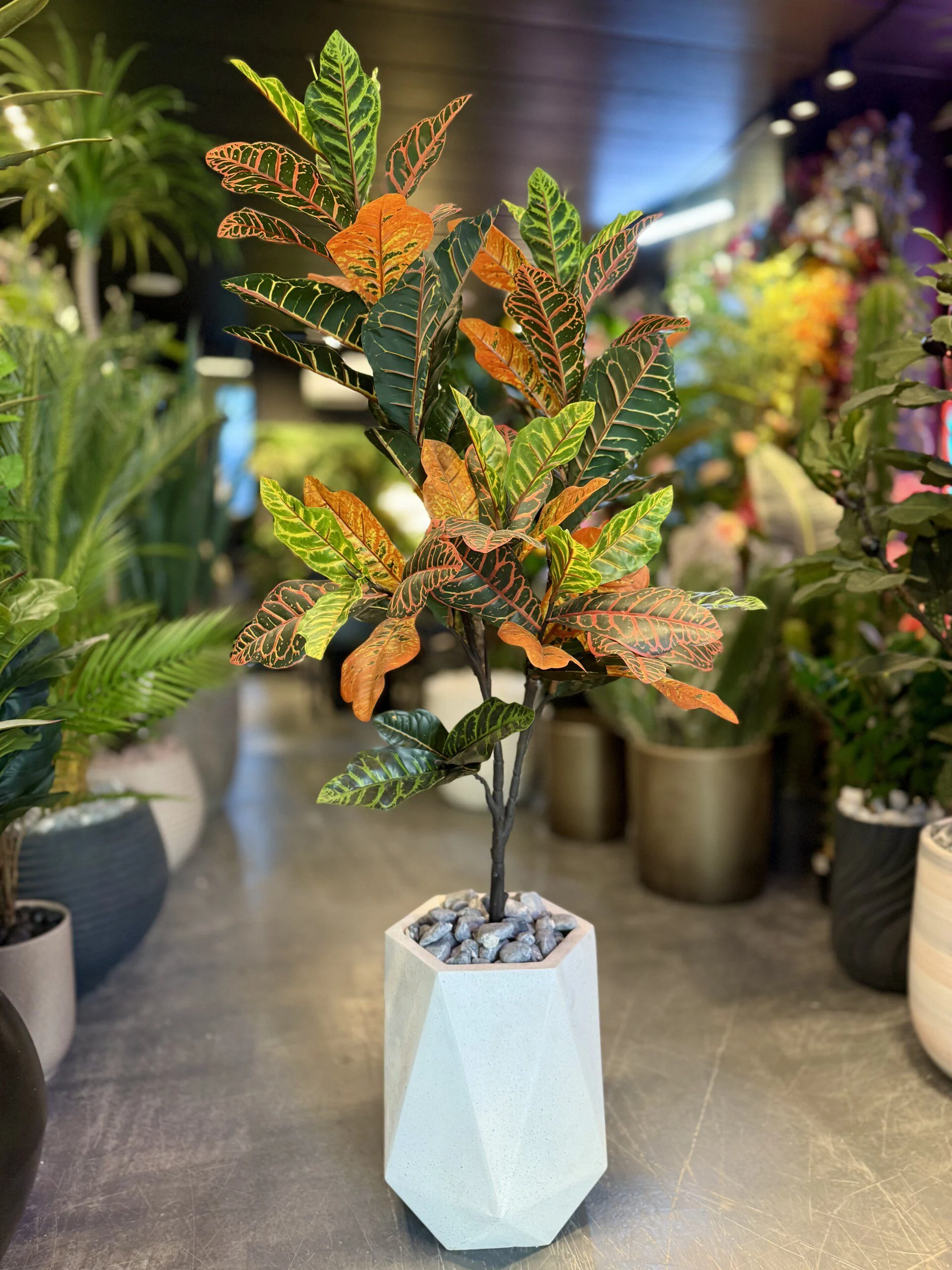 Croton Orange 120 cm