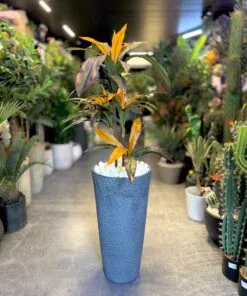 Aralia Fruticosa 60 cm