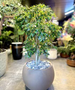 Ficus Benjamina 120 cm