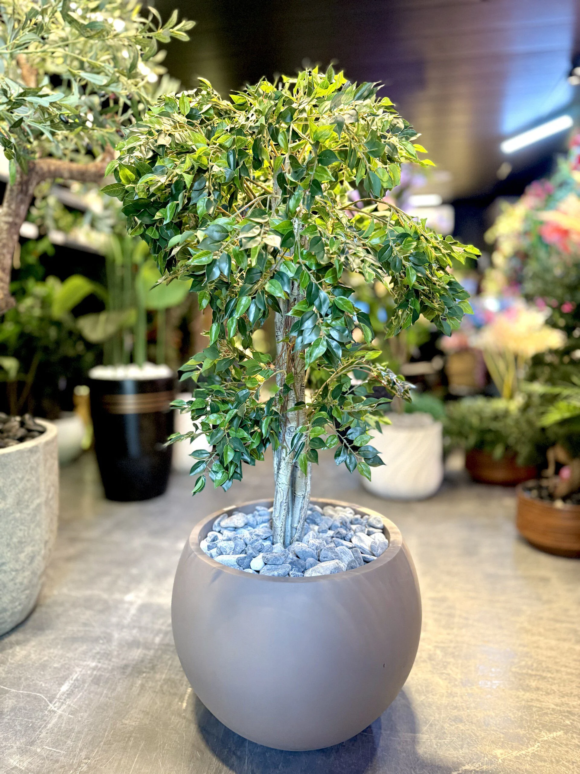 Ficus Benjamina 120 cm