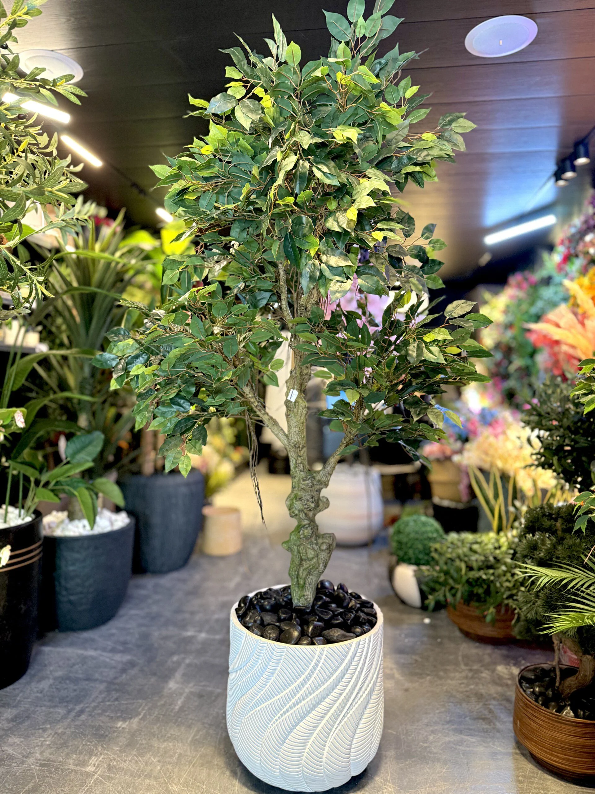 Banian 150 cm