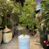 Bambou 110 cm