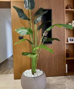 Bananier dark green 200 cm