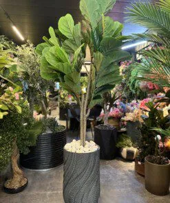 Ficus Lyrata 160 cm
