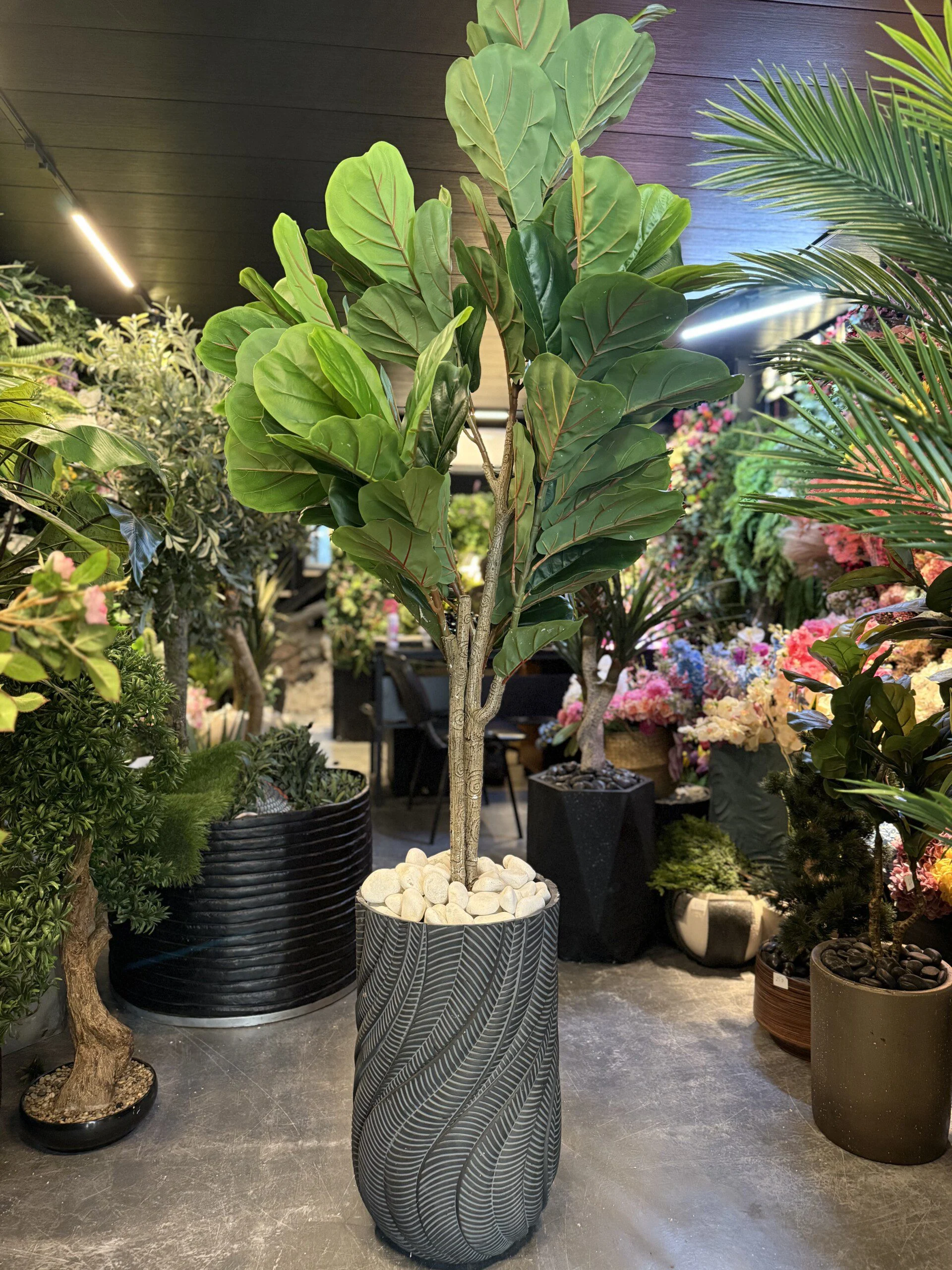 Ficus Lyrata 160 cm