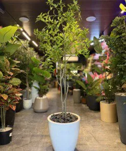Nandina 140 cm
