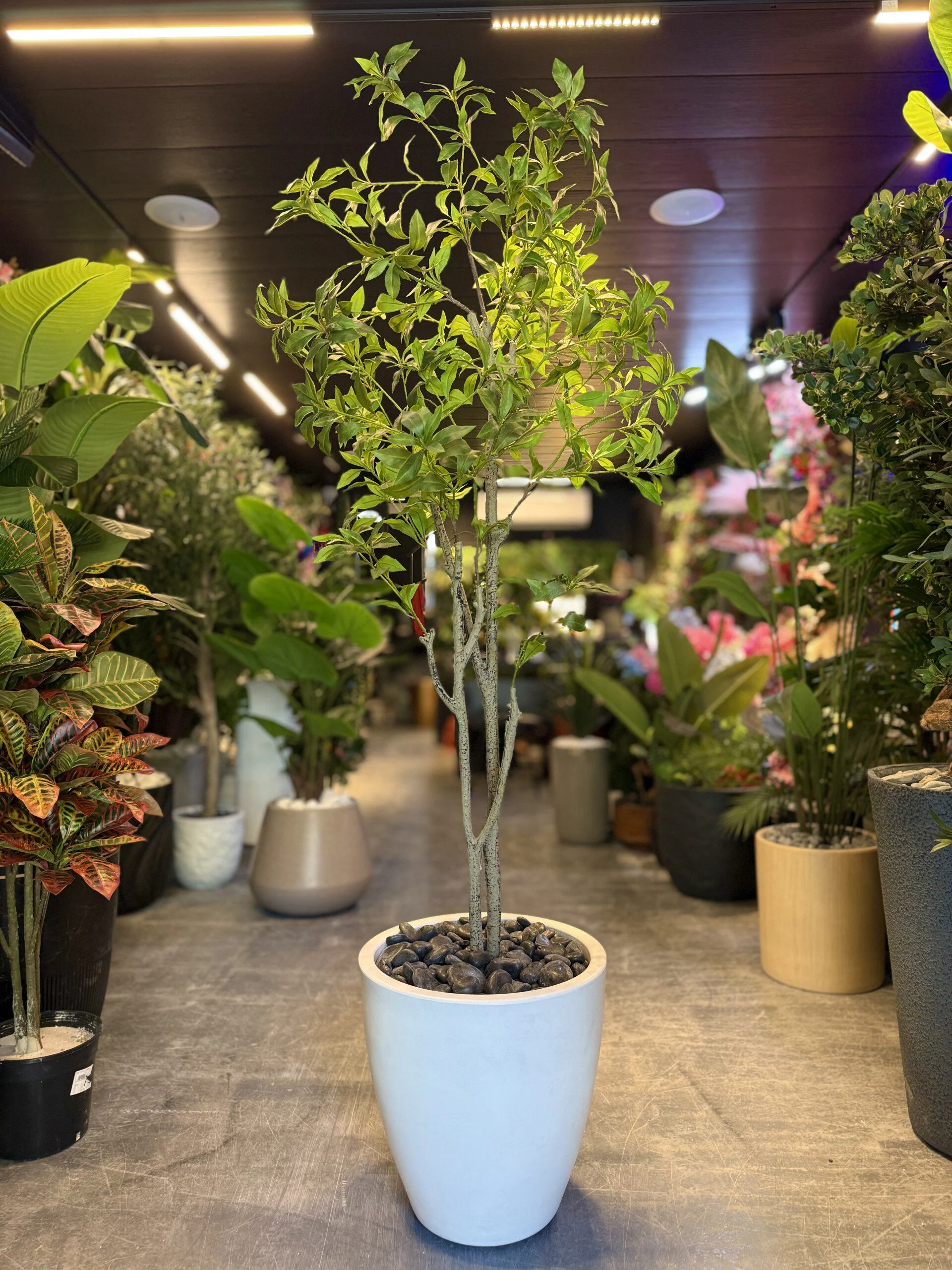 Nandina 140 cm