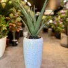 Aloe Vera 50 cm