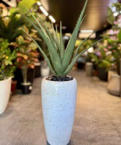 Aloe Vera 50 cm