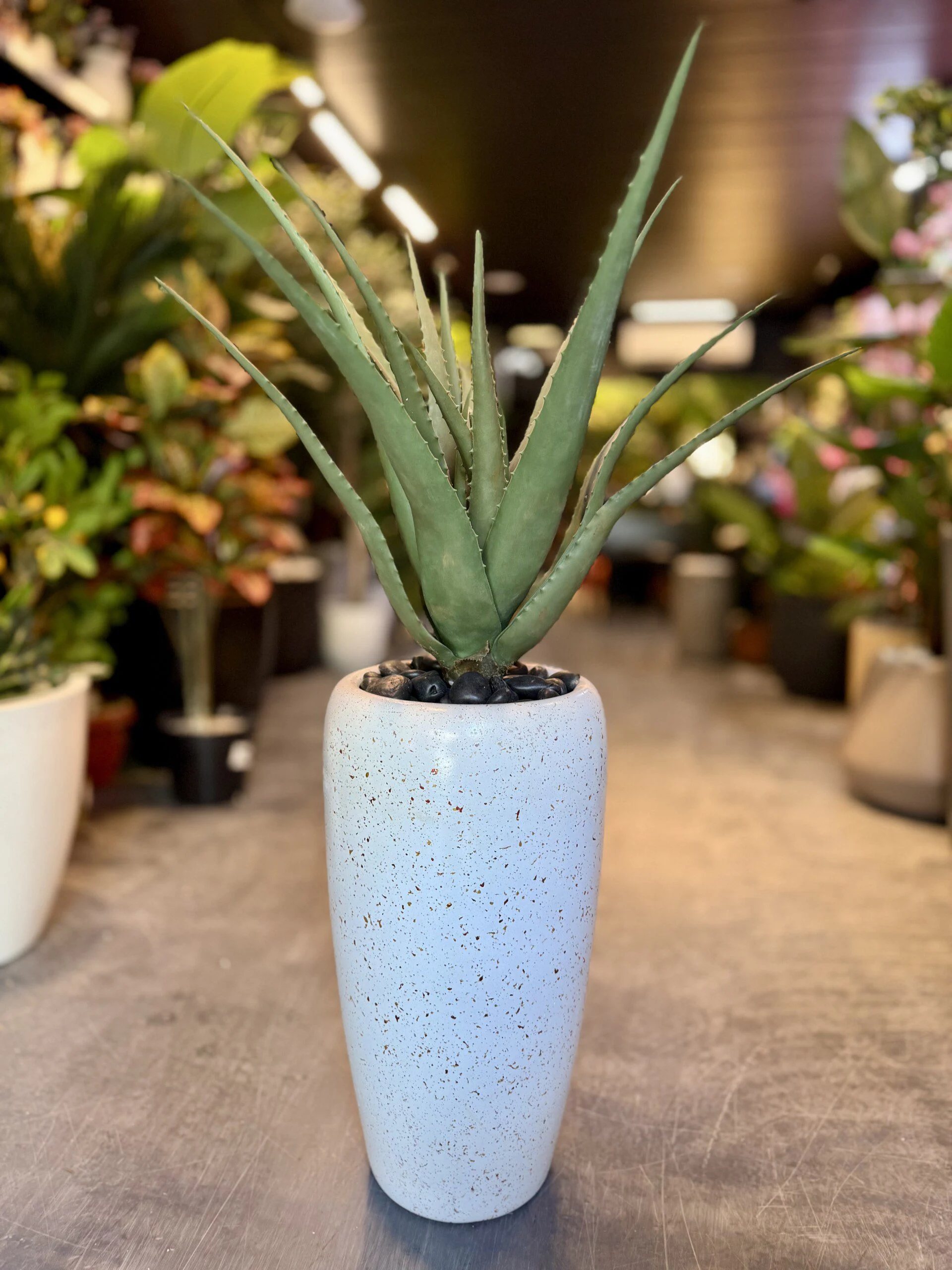 Aloe Vera 50 cm