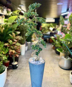 Bonsaï Bucida Spinosa 120 cm