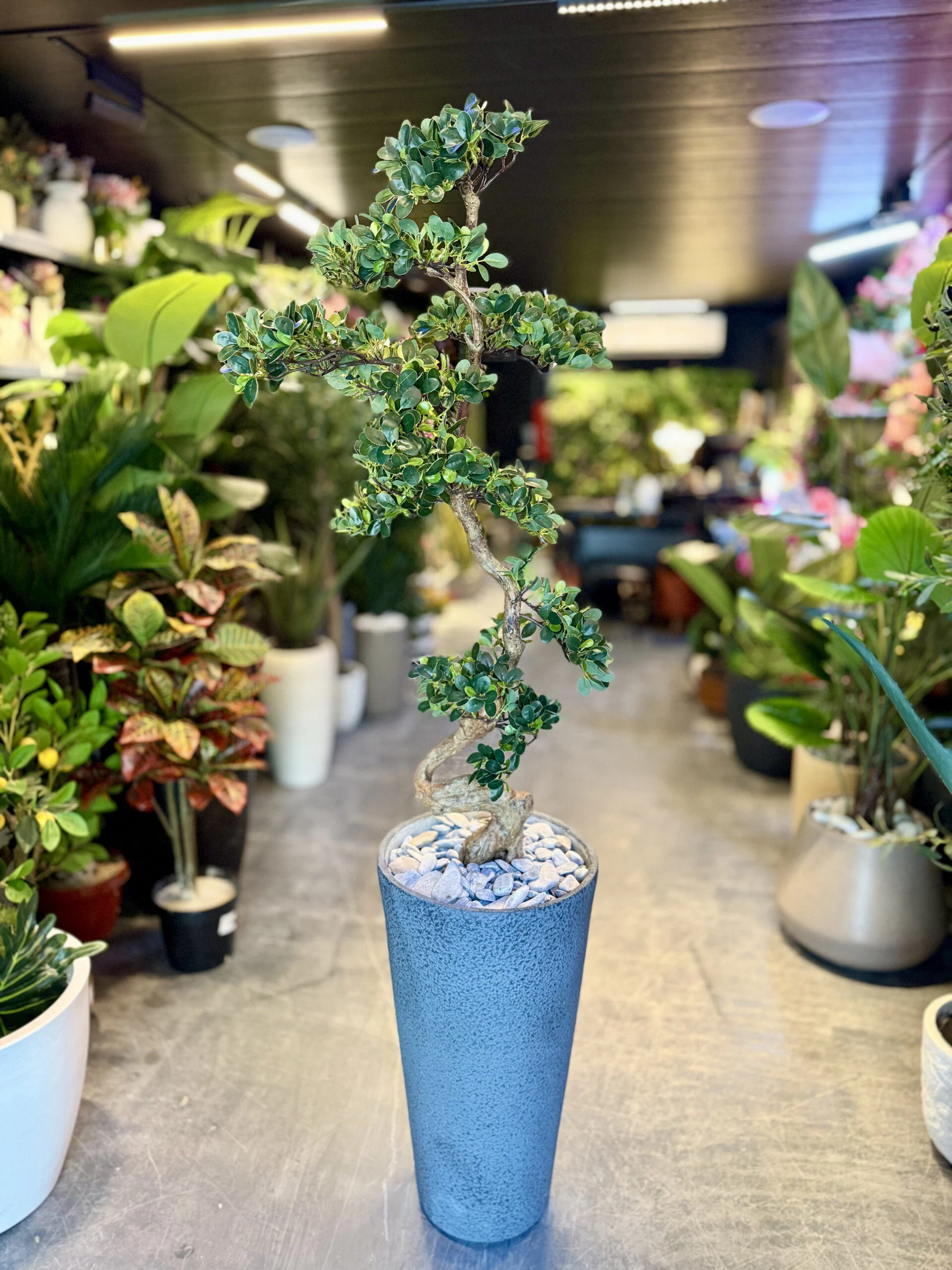 Bonsaï Bucida Spinosa 120 cm