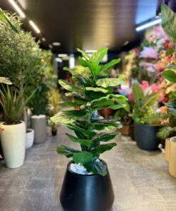 Ficus Lyrata 110 cm