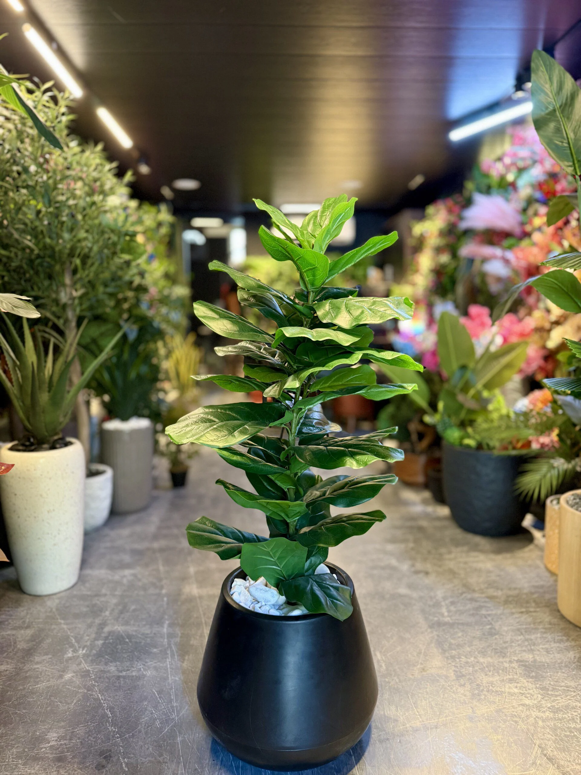 Ficus Lyrata 110 cm