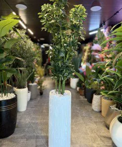 Schefflera 170 cm