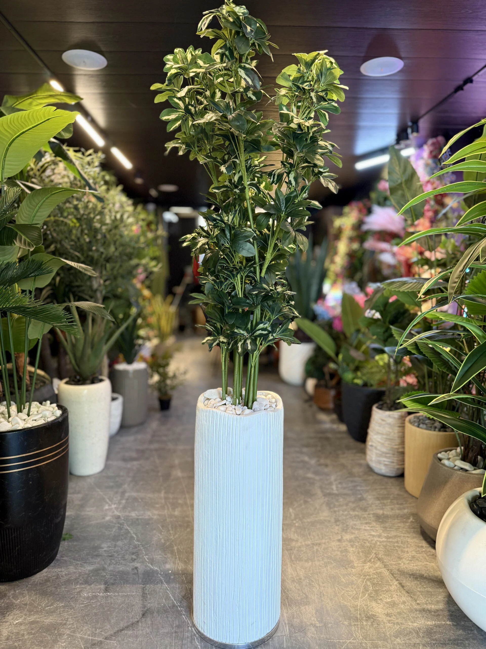 Schefflera 170 cm