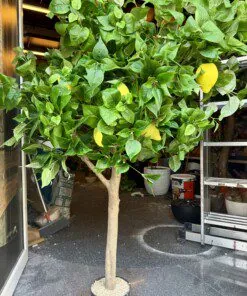 Citronnier avec en bois véritable à tronc sur mesure 170 cm