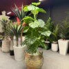Monstera Deliciosa 140 cm