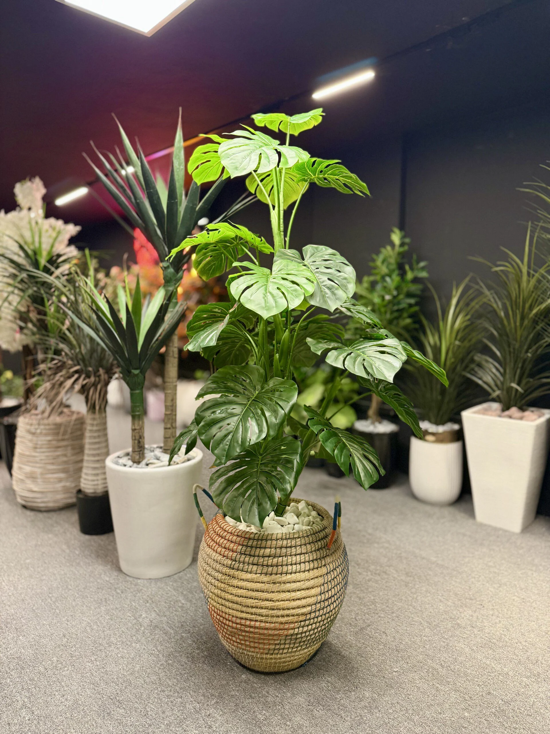 Monstera Deliciosa 140 cm