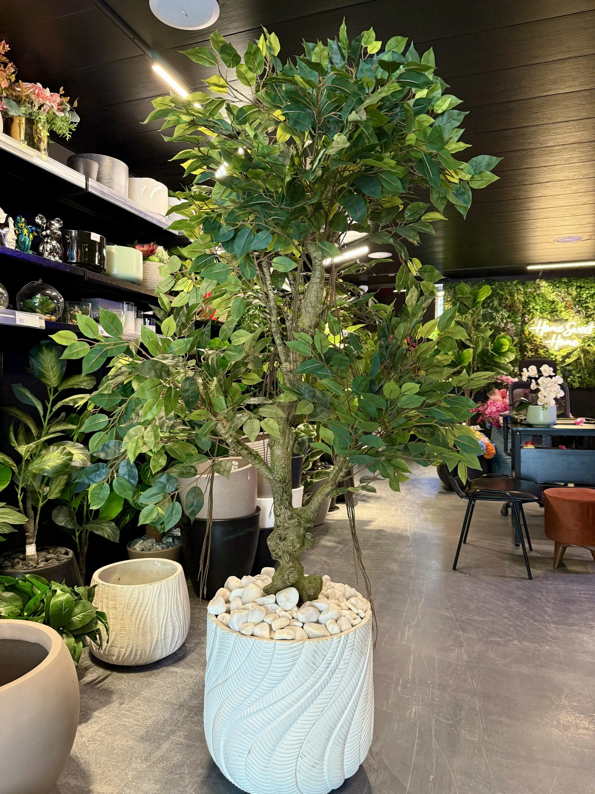 Banian 150 cm
